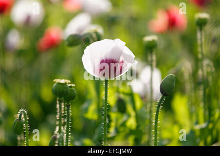 Champ de coquelicots, le pavot à opium (Papaver somniferum), Basse Autriche, Autriche Banque D'Images
