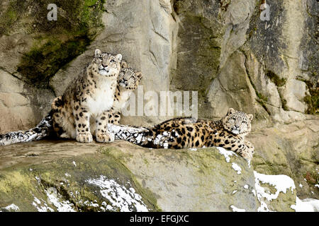 Snow Leopard (Panthera uncia), femme avec deux oursons, captive, Suisse Banque D'Images