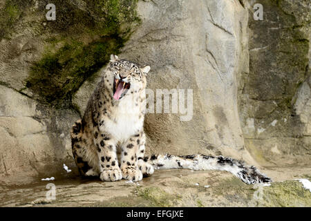 Snow Leopard (Panthera uncia) bâillements, captive, Suisse Banque D'Images