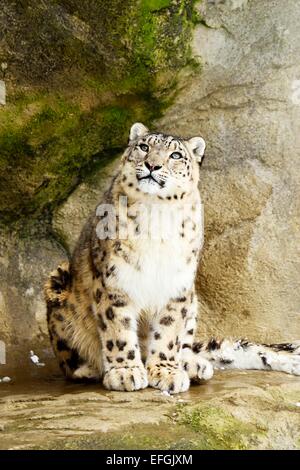 Snow Leopard (Panthera uncia), adulte assis sur la roche, captive, Suisse Banque D'Images