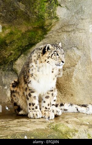 Snow Leopard (Panthera uncia), alerte, captive, Suisse Banque D'Images