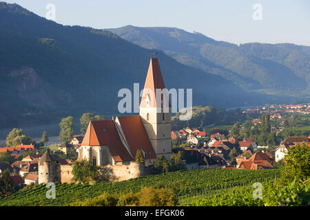 Vignobles et une église fortifiée sur le Danube, Weißenkirchen in der Wachau, Wachau, Basse Autriche, Autriche Banque D'Images