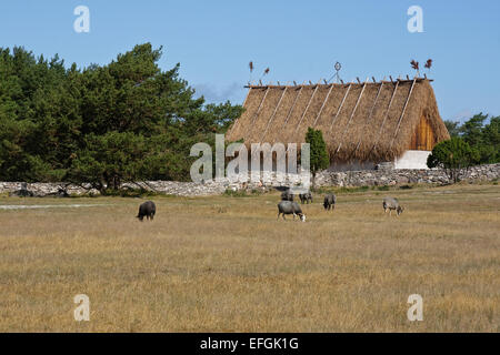 Gute moutons devant stable avec un toit de grumes et de carex (Cladium mariscus), Fårö, Gotland Banque D'Images