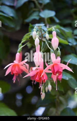 Laura Fuchsia fleurs. Banque D'Images