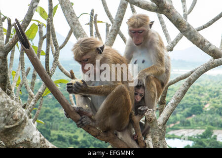 Wild Toque macaque (Macaca sinica) monkey eating fruit du Cave Temple, Dambulla, Sri Lanka, en Asie du Sud, Asie. Banque D'Images