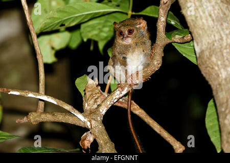 - Tarsier Spectral tarsier Tarsius, réserve naturelle de Tangkoko, nord de Sulawesi, Indonésie Banque D'Images