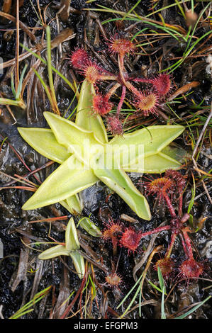 Regarder sur Round-Leaved rossolis et grassette vulgaire croissant dans une tourbière des Scottish Borders. Banque D'Images