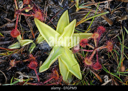 Regarder sur Round-Leaved rossolis et grassette vulgaire croissant dans une tourbière des Scottish Borders. Banque D'Images