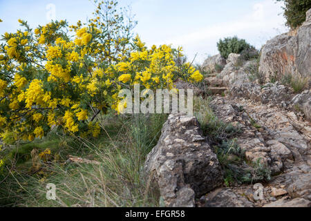 Acacia dealbata en fleur à côté d'un chemin rocailleux Banque D'Images