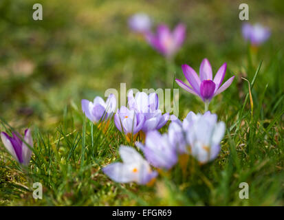 Crocus sieberi 'Firefly' et Crocus tommasinianus 'Roseus' poussant dans l'herbe courte Banque D'Images