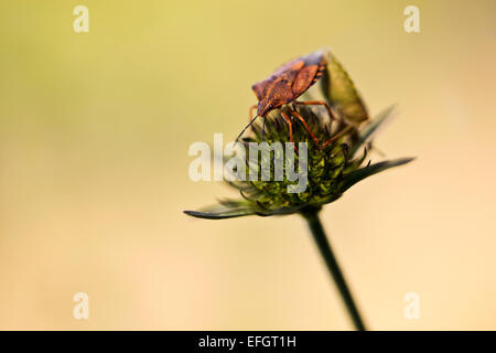 L'accouplement des bogues (Dolycoris baccarum lente) sur une fleur scabious Banque D'Images