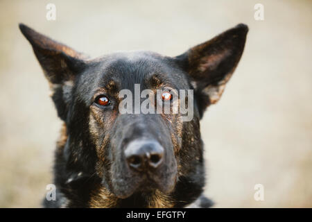 Berger allemand noir Portrait Banque D'Images
