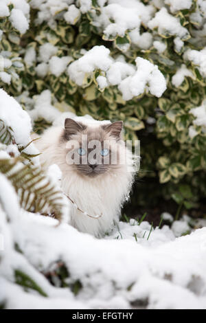 Chat Ragdoll JOUE DANS LA NEIGE POUR LA PREMIÈRE FOIS Banque D'Images