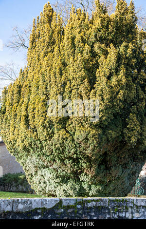 Ancien arbre d'if (Taxus baccata) Banque D'Images