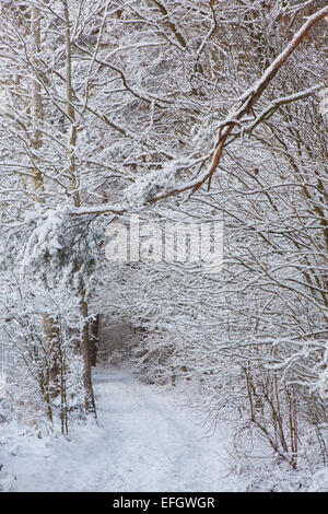 Route de neige au sol après l'intérieur des peuplements naturels de la forêt de Bialowieza Banque D'Images