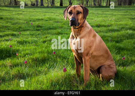 Le Rhodesian Ridgeback dans un pré avec snakeshead fritillaries (Fritillaria meleagris) Banque D'Images