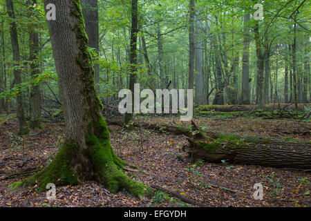 De vieux chênes à l'automne misty peuplement feuillu de la forêt de Bialowieza avec de vieux chêne arbre en premier plan Banque D'Images