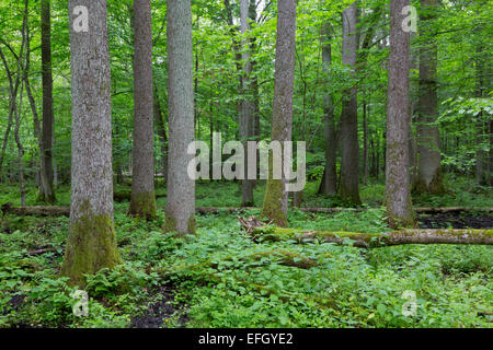 Aulne vieux peuplement naturel de la forêt de Bialowieza en été Banque D'Images