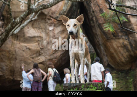 Les touristes ont pour grimper le Rocher du Lion par des escaliers grâce à ces énormes rochers,chien à Sigiriya, Sri Lanka,rock,unesco,cave,art,fresque, Banque D'Images