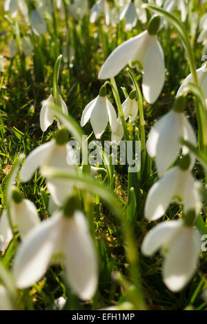 Vue rapprochée de la verticale en fleurs perce-neige en hiver soleil sur une pelouse jardin apportant une promesse du printemps dans les régions rurales de Carmarthenshire, West Wales UK KATHY DEWITT Banque D'Images