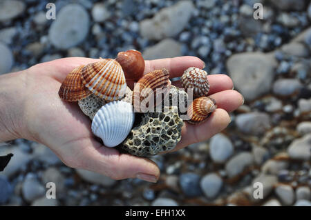 Main tenant des coquillages et des pierres ponces trouvés lavés sur plage rocheuse. Banque D'Images