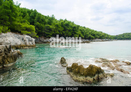 Arbres de pin d'Alep venant jusqu'à la mer à Amarandos (Amarantos) Cap au sud de Agnondas (Agnondas), Skopelos Grèce Banque D'Images