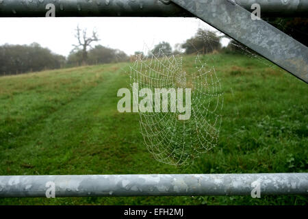 Toile d'araignée avec des gouttelettes de rosée d'un matin d'automne brumeux entre les barres d'un metal field gate, Berkshire, Septembre Banque D'Images