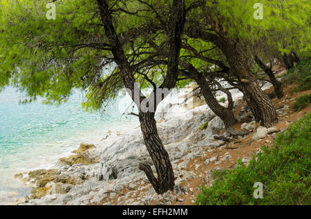 Arbres de pin d'Alep venant jusqu'à la mer à Amarandos (Amarantos) Cap au sud de Agnondas (Agnondas), Skopelos Grèce Banque D'Images