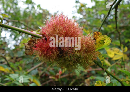 Gall d'un bedeguar gall wasp, Diplolepis rosae, ou Robin's pincushion sur la tige d'un chien sauvage rose, Rosa, canina, Berkshire, S Banque D'Images