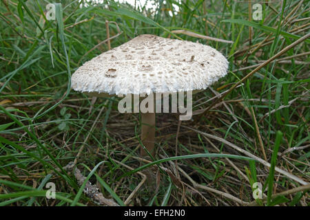 Coulemelle, Lepiota procera, organe de fructification sur un matin d'automne, Berkshire, Septembre Banque D'Images