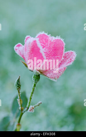 Fleur rose en retard pris dans la gelée. Sussex, UK. Décembre. Banque D'Images