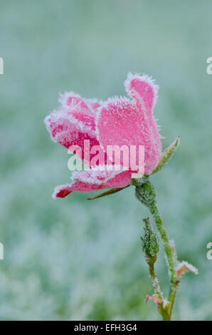 Fleur rose en retard pris dans la gelée. Sussex, UK. Décembre. Banque D'Images