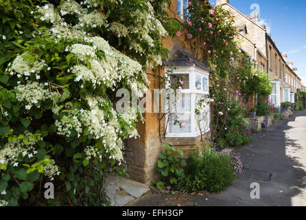 Hortensia blanc et de plus en plus roses à l'extérieur d'une ligne de pierre cottages en Blockley, Cotswolds, Gloucestershire, Angleterre Banque D'Images