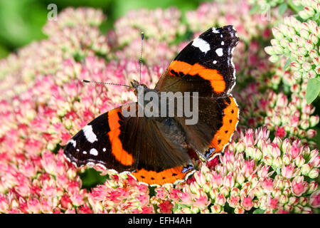 Gros plan d'un papillon de l'amiral rouge (Vanessa Atalanta) reposant sur une fleur rose de Sedum, Angleterre, Royaume-Uni Banque D'Images