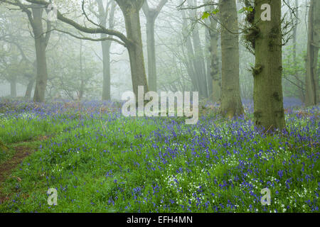 Minuartie de jacinthes et de plus en plus parmi les arbres anciens de Everdon Stubbs dans la brume matinale, le Northamptonshire, Engalnd Banque D'Images