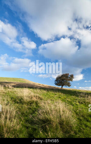 Une famille, l'aubépine arbre sur les prairies de Honey Hill au début de l'automne près de Cold Ashby, Northamptonshire, Angleterre Banque D'Images