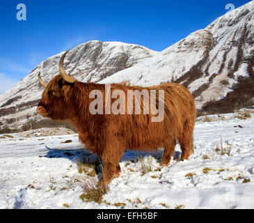 Highland vache dans un temps hivernal Lochaber Glen Nevis, Banque D'Images