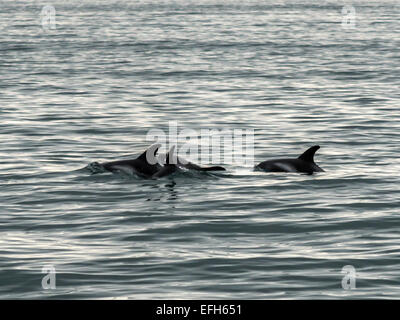 [Dauphin à nez blanc Lagenorhynchus albirostris] dans le froid de la glace, les eaux bleues de l'Kolgrafafjorour, Grundarfjordur Banque D'Images