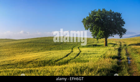 Champ de blé et un arbre dans la lumière du matin, Val d'Orcia, Toscane, Italie Banque D'Images