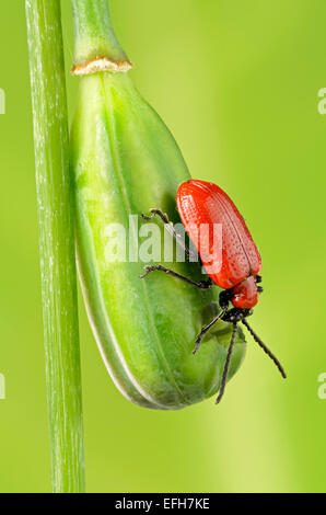 Lily beetle sur les serpents head fritillary gousse Banque D'Images