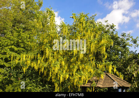 Laburnum anagyroides laburnum commune en pleine floraison Banque D'Images