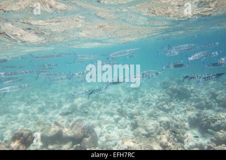 Banc de Needlefish dans l'océan Banque D'Images