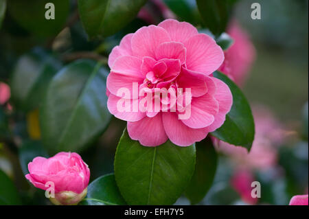 Camellia x williamsii flower au printemps, le Pays de Galles, Royaume-Uni Banque D'Images