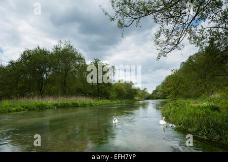 Une paire de cygnes adultes et leurs cinq Cygnets sur la rivière Itchen au martyr digne près de Winchester, Hampshire, Parc National des South Downs, l'Angleterre. Banque D'Images