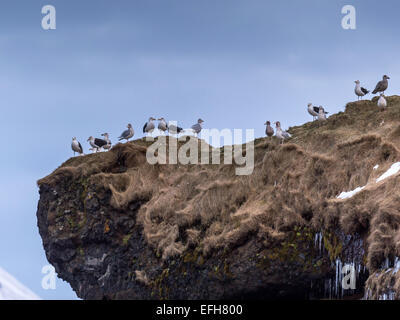 Goéland bourgmestre (Larus hyperboreus)] et [le Goéland marin (Larus marinus] perché sur un éperon rocheux à Kolgrafafjorour, Islande Banque D'Images