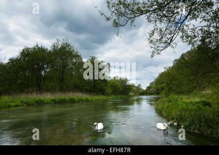 Une paire de cygnes adultes et leurs cinq Cygnets sur la rivière Itchen au martyr digne près de Winchester, Hampshire, Parc National des South Downs, l'Angleterre. Banque D'Images