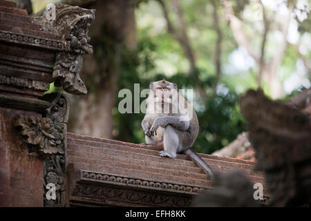 Un singe macaque à Ubud, Bali, Indonésie Banque D'Images