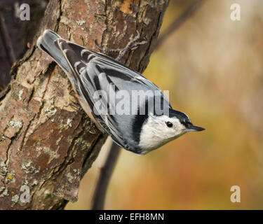 Oiseau Nuthatch croisé sur un tronc d'arbre Banque D'Images