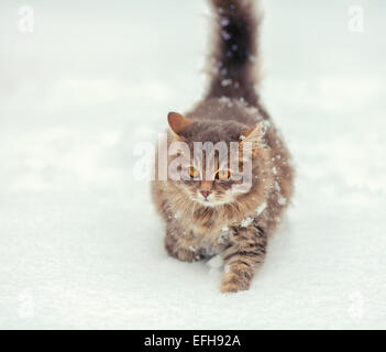 Chat sibérien Cute marcher dans la neige Banque D'Images