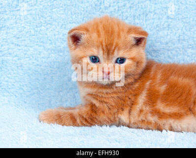 Mignon petit chaton sur couverture bleue Banque D'Images